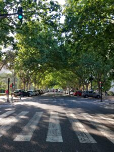 Avenida urbana con alineación de árboles formando un túnel de copa sobre la calzada.
