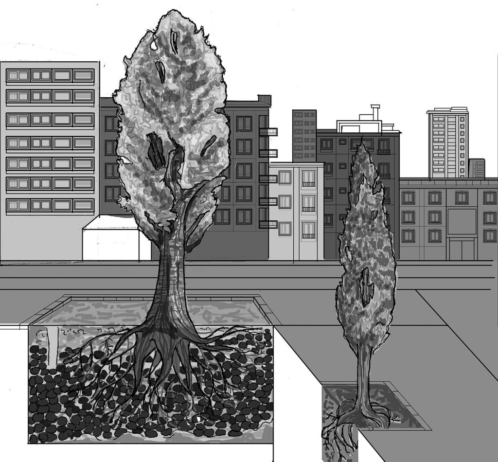 Dos árboles urbanos con detalles del espacio de plantación y el desarrollo de las raíces bajo el pavimento.