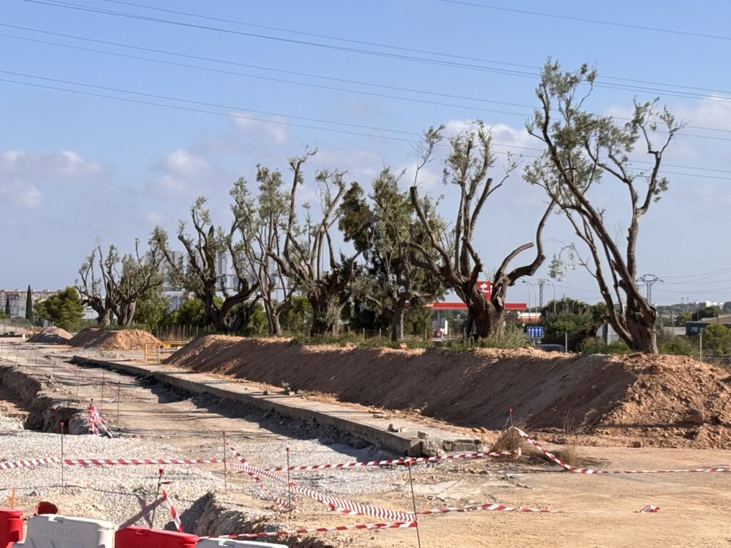 Conjunto de olivos adultos preparados para su trasplante con reducciones intensas de copa y parte de la estructura principal conservada.