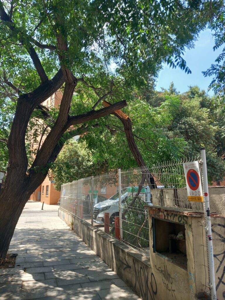 Rama de gran tamaño fracturada y suspendida en un árbol urbano durante el verano.