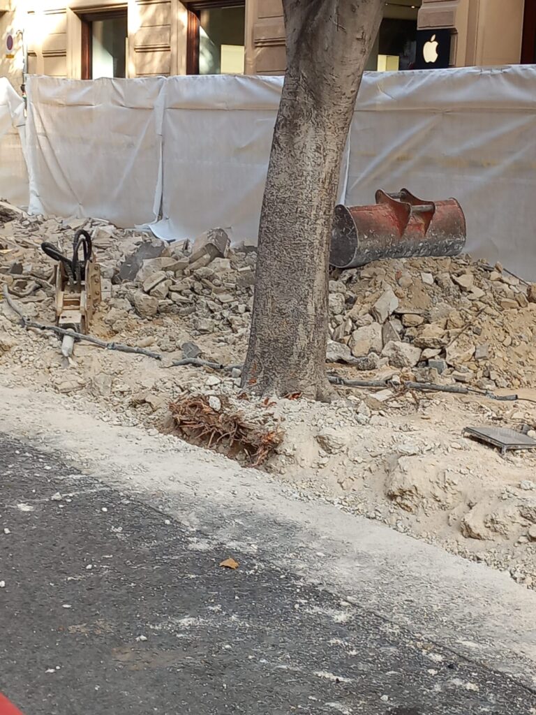 Raíces dañadas y expuestas durante una obra de reparación del pavimento junto al árbol.