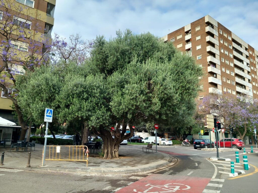 Olivo adulto trasplantado y reconstruido posteriormente mediante poda de formación.
