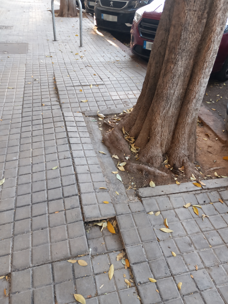 Árbol con alcorque insuficiente y pavimento deformado por el desarrollo basal y radicular.
