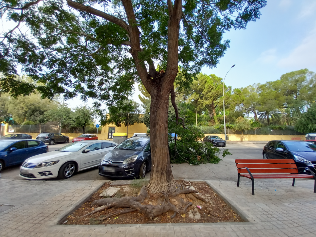 Alcorque ampliado alrededor de un árbol tras retirar parte del pavimento.