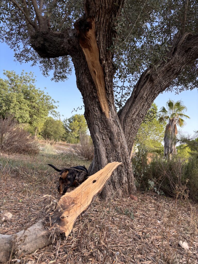 Rotura de una rama en un olivo adulto.