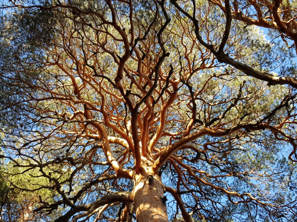 Arquitectura de un viejo Pinus sylvestris observada desde el interior de la copa.