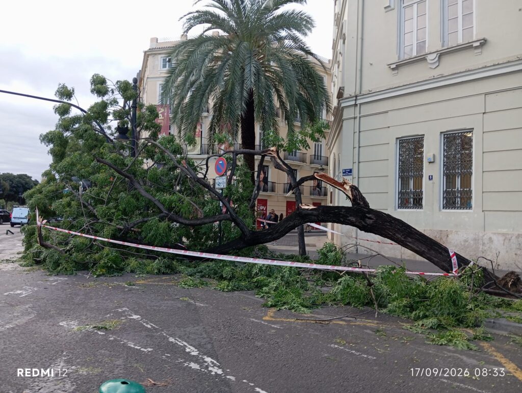 Gran eje de un árbol urbano fracturado y caído junto a un edificio durante un temporal.