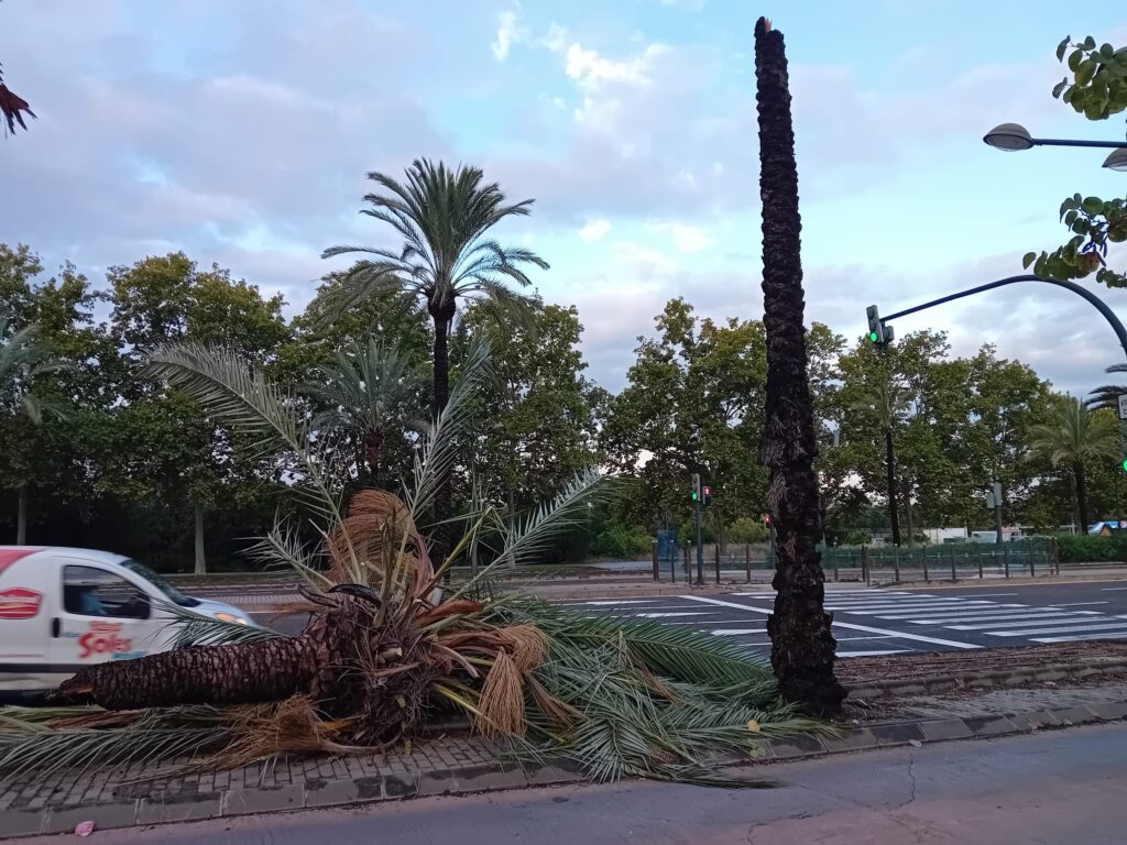 Palmera urbana con la corona y parte del estípite caídos, mientras un tramo permanece en pie.