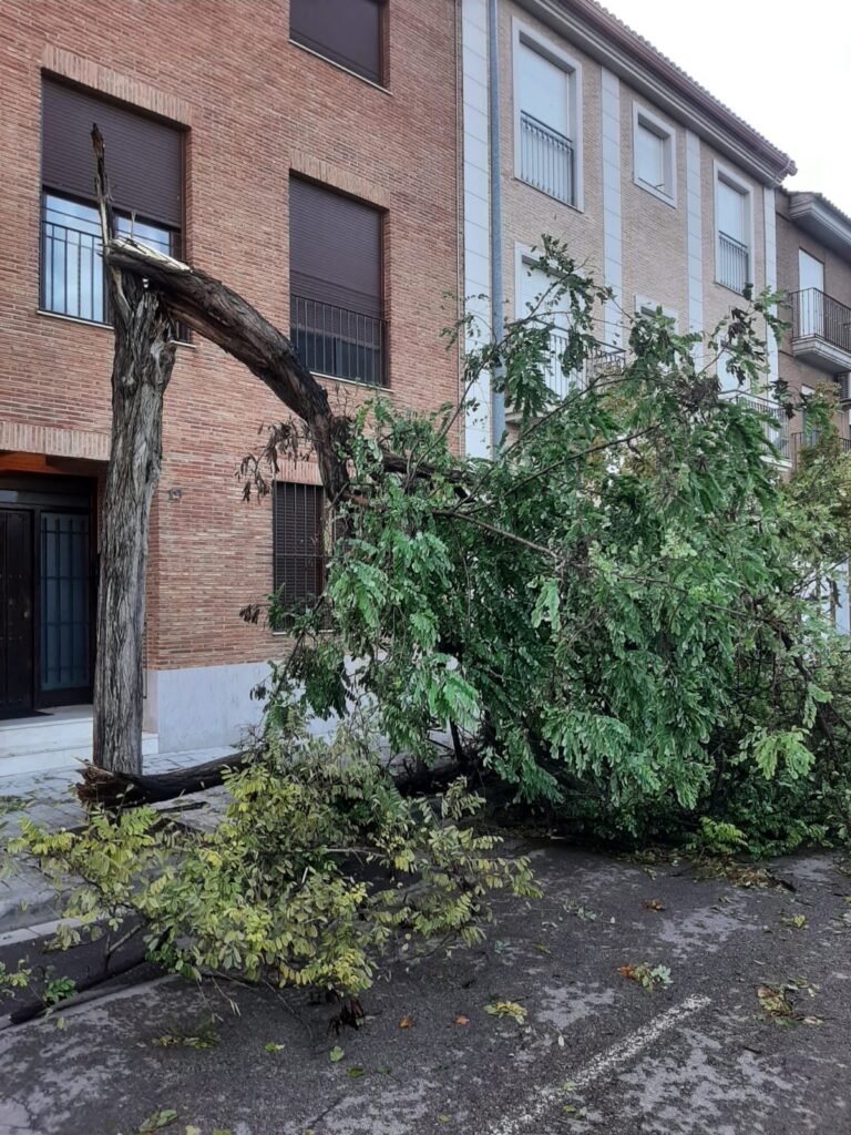 Tronco de un árbol viario fracturado; la copa se ha vencido sobre la calzada y sigue parcialmente unida al tramo en pie.