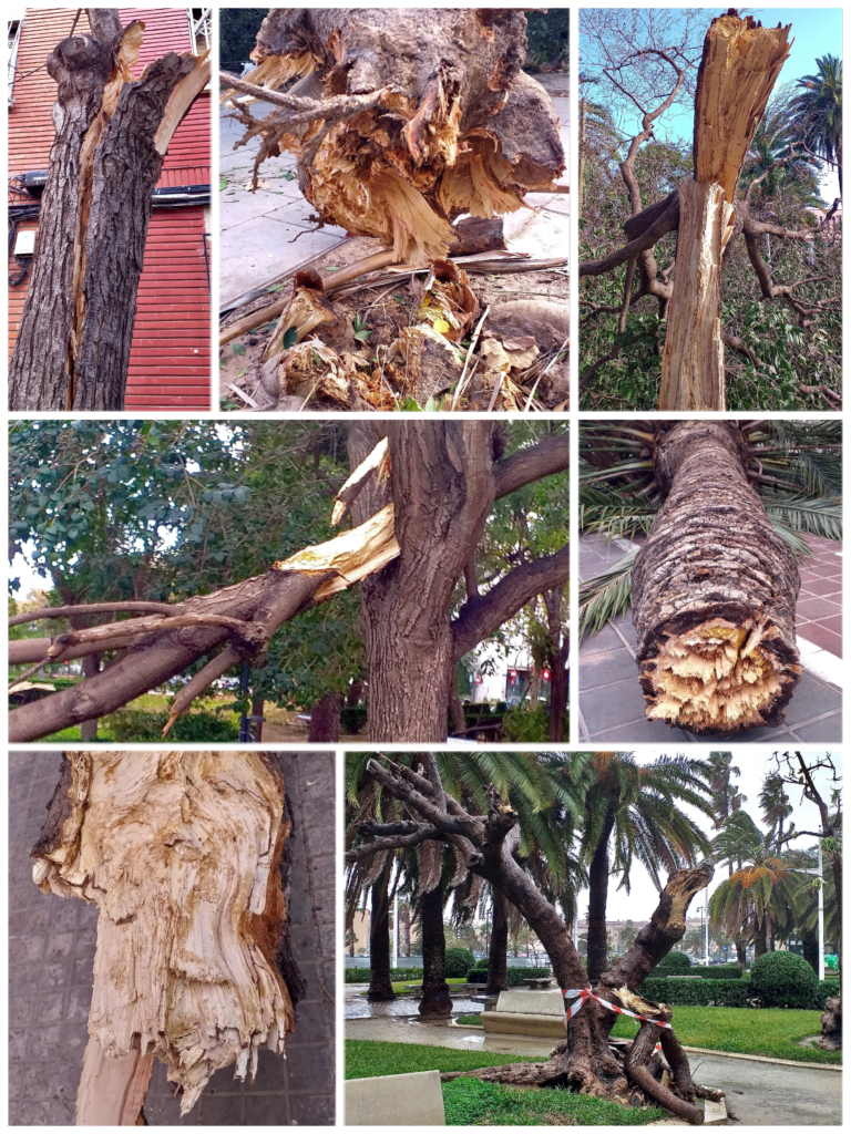 Mosaico de siete fotografías de fracturas y desgarros en árboles y palmeras.