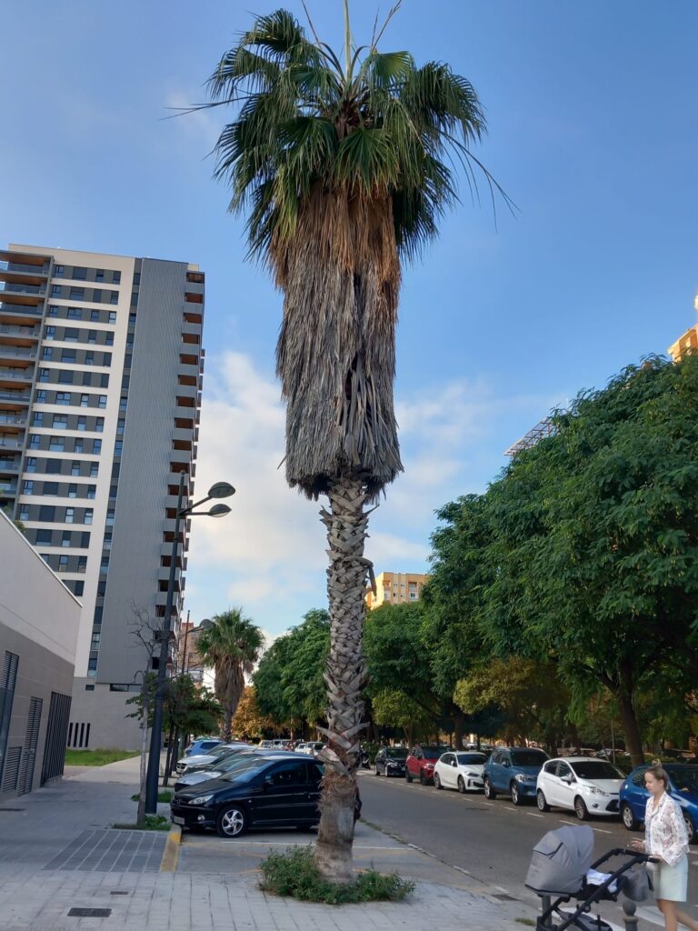 Washingtonia urbana con una falda densa de palmas secas que cubre gran parte del estípite.