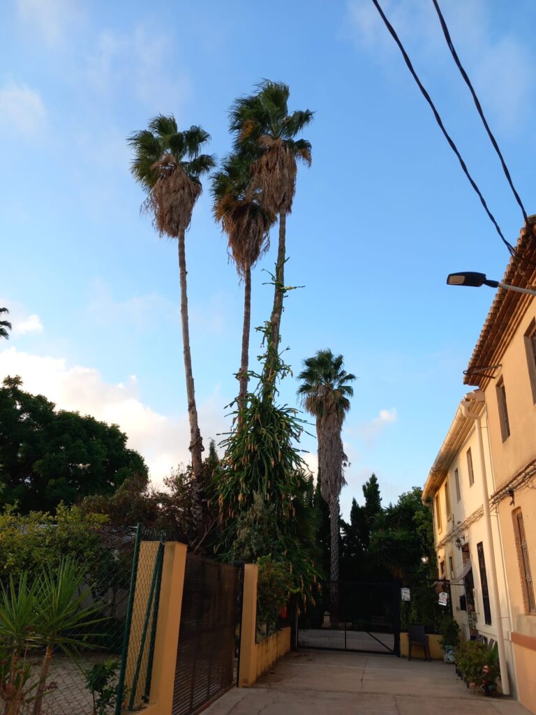 Grupo de Washingtonia altas con distintos grados de conservación de palmas secas y estípites despejados.