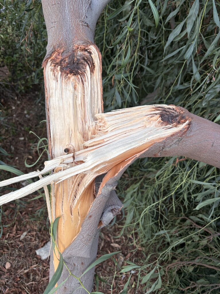Detalle de una fractura longitudinal con madera clara expuesta y un segmento desgarrado junto a la unión.