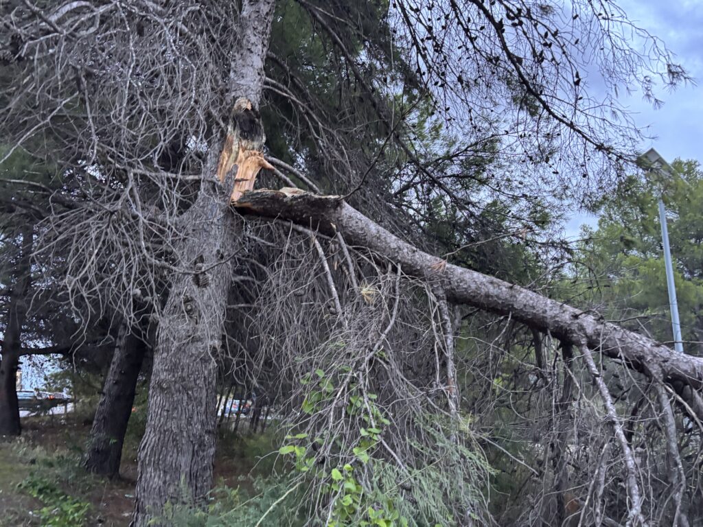 Árbol con un eje fracturado y apoyado en el terreno entre las copas de otros ejemplares.