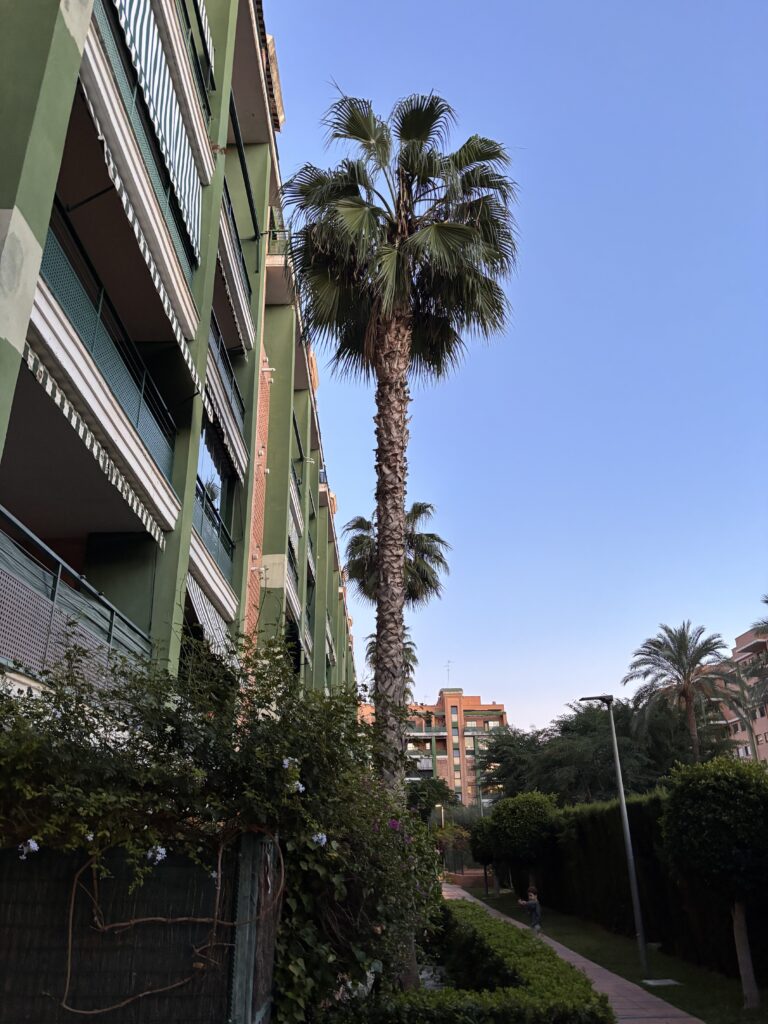 Washingtonia urbana con el estípite limpio de palmas secas junto a un edificio residencial.