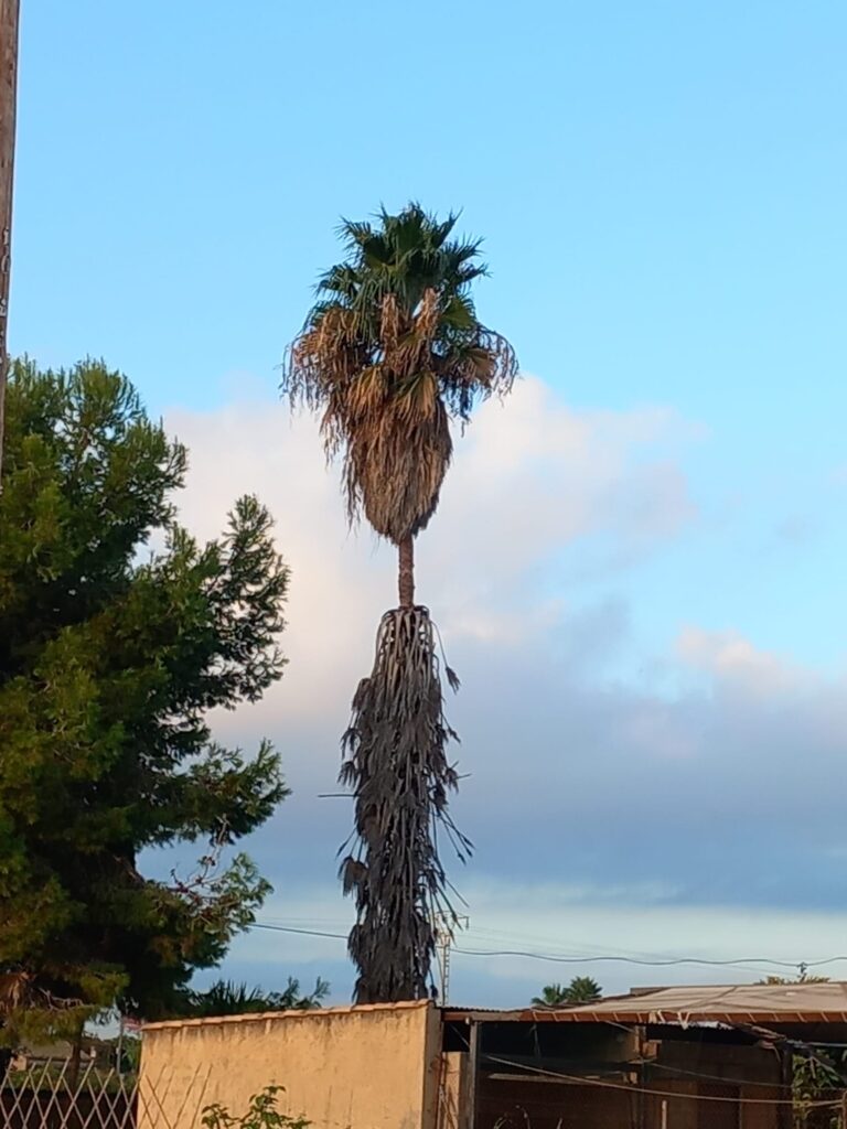 Washingtonia cuya falda de palmas secas se ha desprendido parcialmente por efecto del viento; permanecen palmas secas recientes arriba y una falda más antigua debajo.
