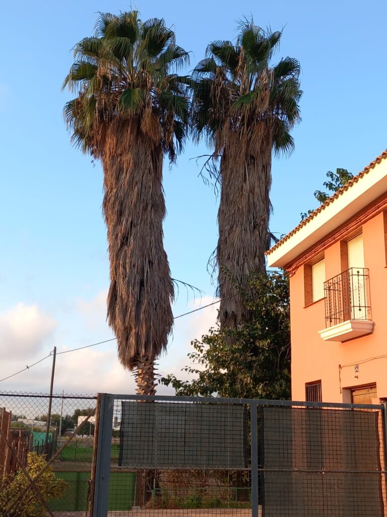 Dos Washingtonia con largas faldas de palmas secas junto a una vivienda.